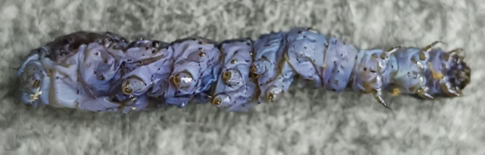 Spodoptera frugiperda iridescent virus infection