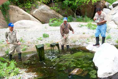 Garden rakes were used to remove algae from pools of water for control of Anopheles pseudopunctipennis in Chiapas, Mexico.