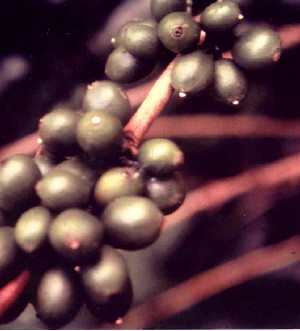 Sporulation of Beauveria bassiana in coffee berries infested by the coffee berry borer.