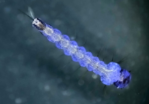 Aedes aegypti larva with IIV6 infection