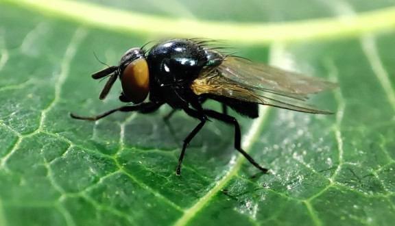 Neosilba batesi in Mexico (photo R. Lasa)