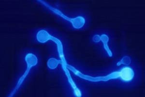 Tinopal LPW did not provide photoprotection to fungal spores - indeed, this compound inhibits chitin sysnthesis and may reduce germination and adversely influence the efficacy of the pathogen as a biological insecticde.